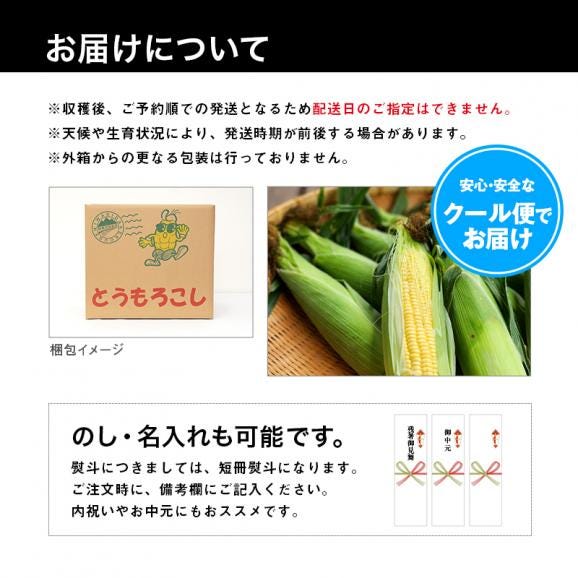 青森県産とうもろこし 嶽きみ 12本セット プレミアムとうもろこし 送料無料 まるで果物のような甘さ だけきみ トウモロコシ コーン06
