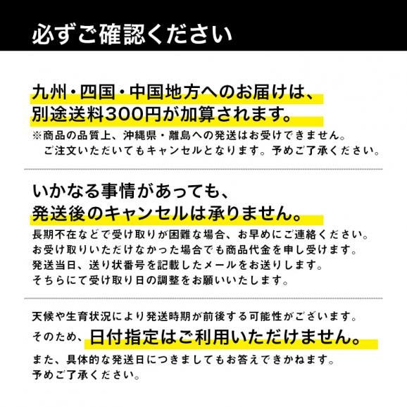 青森県産プレミアムとうもろこし 嶽きみ 24本セット プレミアムとうもろこし だけきみ まるで果物のような甘さ だけきみ トウモロコシ コーン05