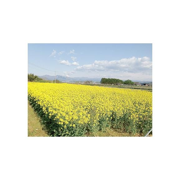 菜種油・しょうゆ２本入りギフトセット06