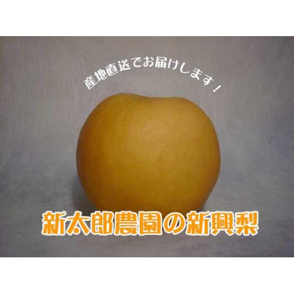 新興梨（しんこうなし）５kg02