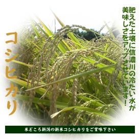 新太郎農園の新米コシヒカリ（R5年産）10kg