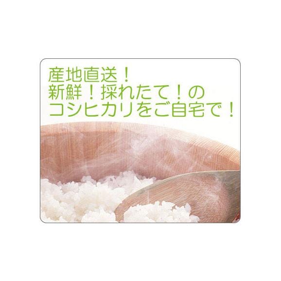 令和7年産先行予約】新潟産新米コシヒカリ(R7年産)5kg 令和7年産先行予約】新潟産新米コシヒカリ(R7年産)5kg