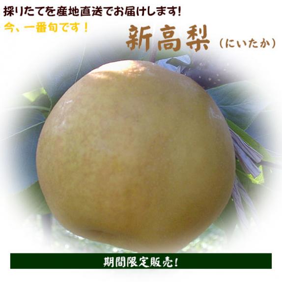 梨 新高梨 40玉 02