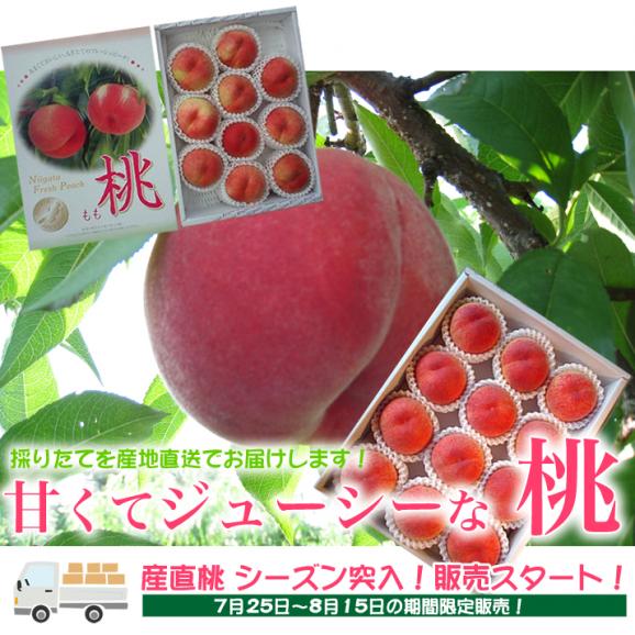新太郎農園の桃３ｋｇ（ご贈答用）03