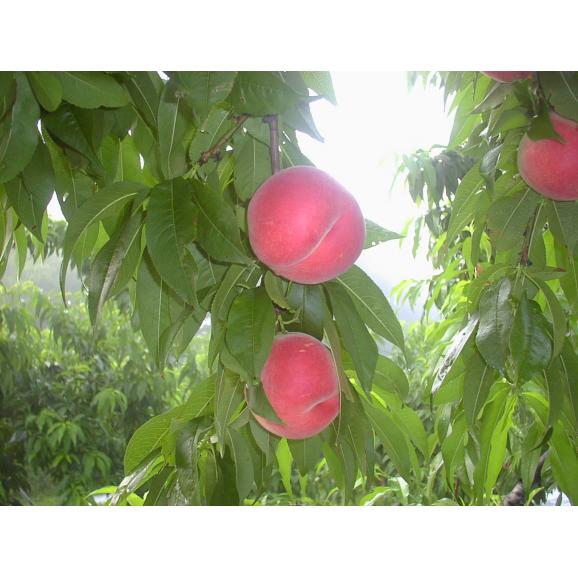 新太郎農園の桃３ｋｇ（ご贈答用）04