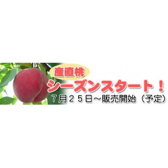 新太郎農園の桃３ｋｇ（ご贈答用）05