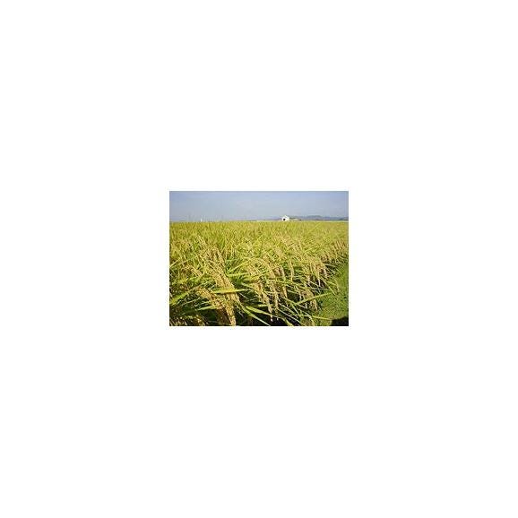 【令和7年産先行予約】新潟産新米コシヒカリ（R７年産）5kg×３個セット03