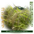 【令和7年産先行予約】新潟産新米コシヒカリ（R7年産）10kg