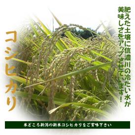 【令和7年産先行予約】新潟産新米コシヒカリ（R7年産）10kg
