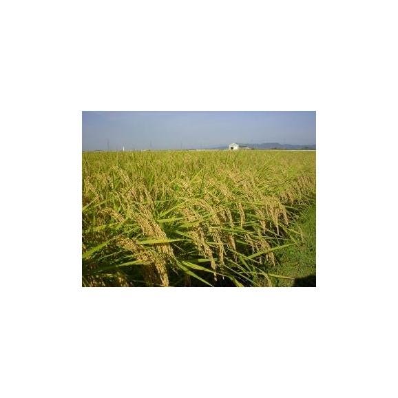 令和7年産先行予約】新潟産新米コシヒカリ（R7年産）10kg