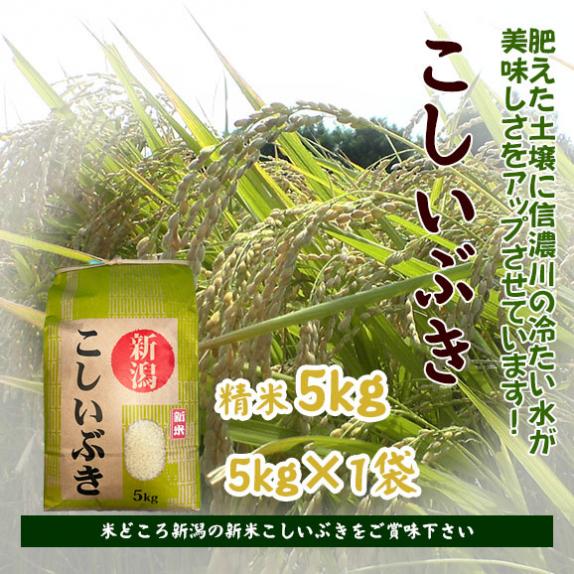 Amazon.co.jp: 新潟県産 こしいぶき 白米 5kg (5kg×1袋) 令和6