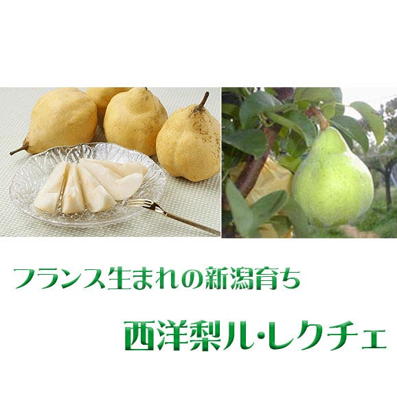 西洋梨 ルレクチエ（２ｋｇ）ご贈答用05