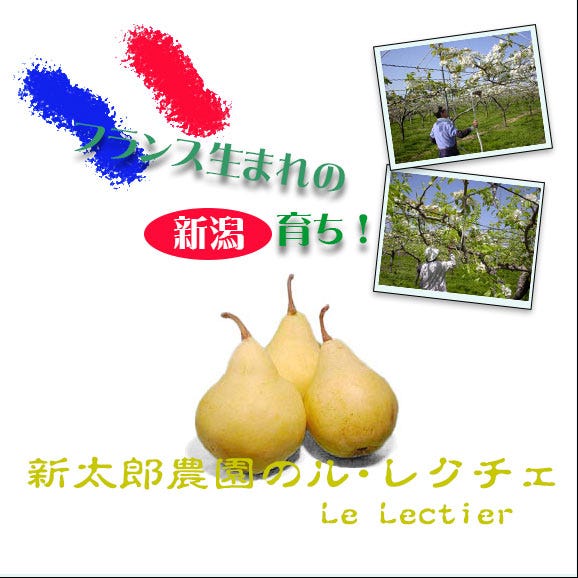 西洋梨 ルレクチエ(３kg)ご自宅用03
