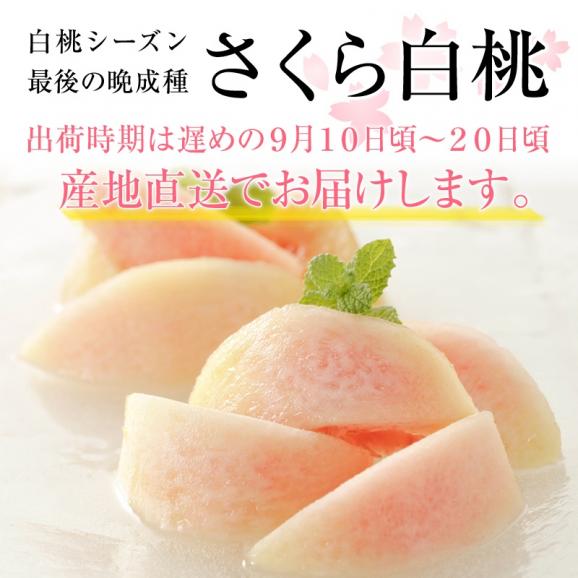 桃 もも モモ 福島県産 さくら白桃 秀品  約２kg(約６〜８玉)【送料無料】 ご贈答 プレゼント02