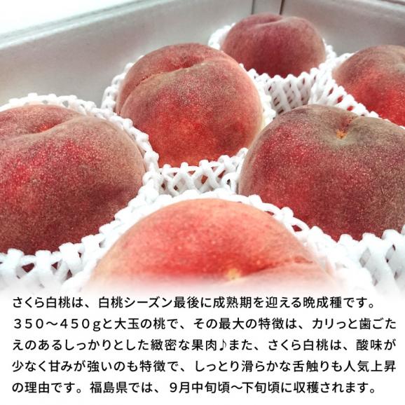 桃 もも モモ 福島県産 さくら白桃 秀品  約２kg(約６〜８玉)【送料無料】 ご贈答 プレゼント03