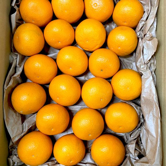 和歌山産 清見オレンジ 5kg 秀品 L〜3Lサイズ混合（15〜20玉前後）【送料無料】オレンジ  かんきつ 柑橘 清見 ミカン フルーツ 果物05