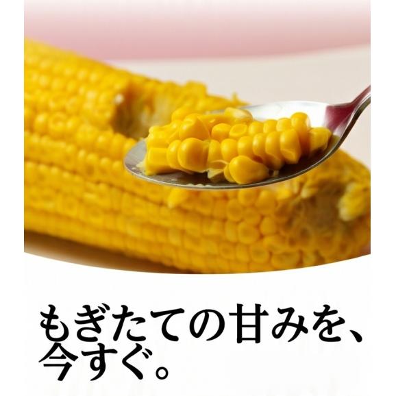 無添加 北海道富良野産 スイートコーン 10本【約4kg】04