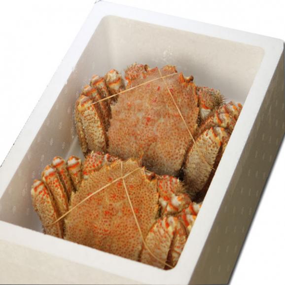 かに 送料無料 北海道産 特大 毛蟹 1kg （500ｇ×２尾入り）02