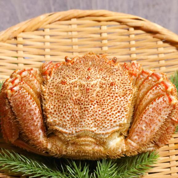 かに 送料無料 北海道産 特大 毛蟹 1kg （500ｇ×２尾入り）03