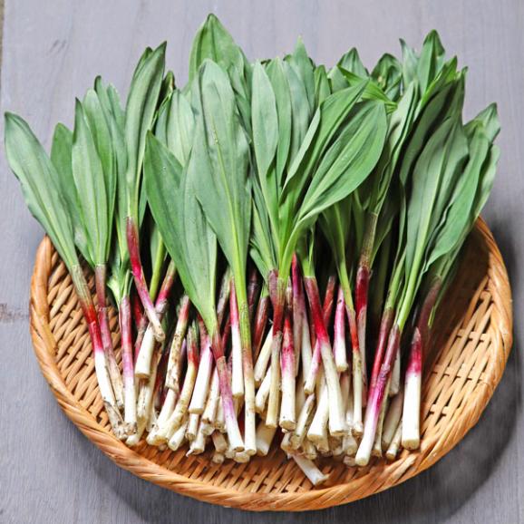 北海道産　行者にんにく　５００ｇ　【送料無料】　日時指定不可03