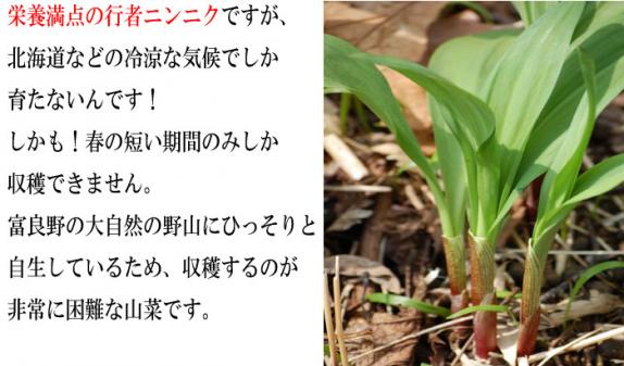 北海道富良野産 希少な天然の行者にんにく 500g 【送料無料