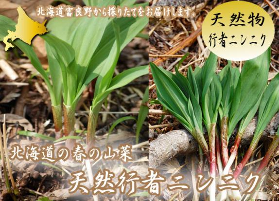 北海道富良野産 希少な天然の行者にんにく 500g 【送料無料