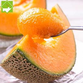 早採り ふらのメロン 北海道富良野産 赤肉メロン 8kg　(4～６玉入り）【送料無料】