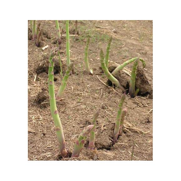 ハウス栽培　北海道富良野産　グリーンアスパラガス　極太　２Lサイズ　２ｋｇ　【送料無料】【４月上旬から５月上旬発送】06