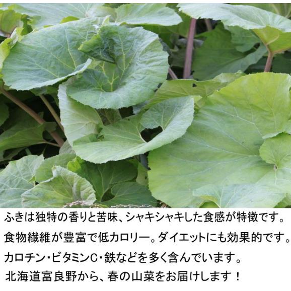 北海道富良野産　天然　無農薬　ふき（フキ）　500ｇ　【送料無料】06