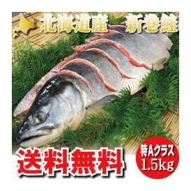 北海道産　新巻鮭　秋さけ　特大　１．５ｋｇ　【箱入り】お歳暮・ギフトにも最適