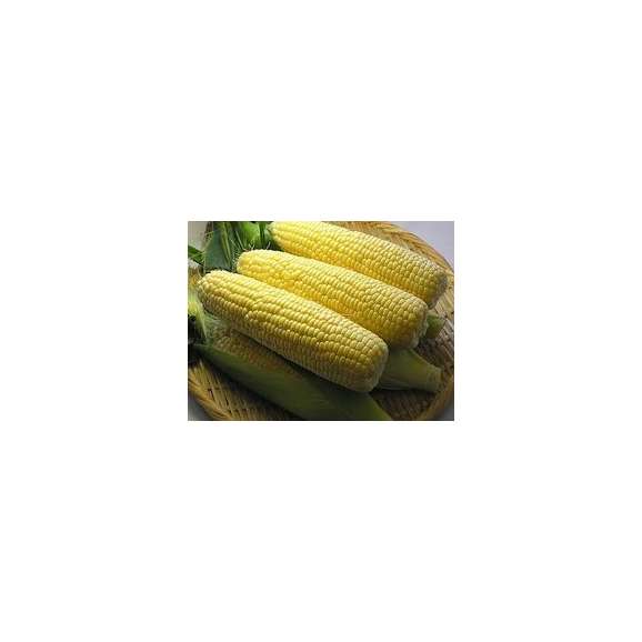 【4月発送ご予約販売】南大東島コーン　１５本入り03