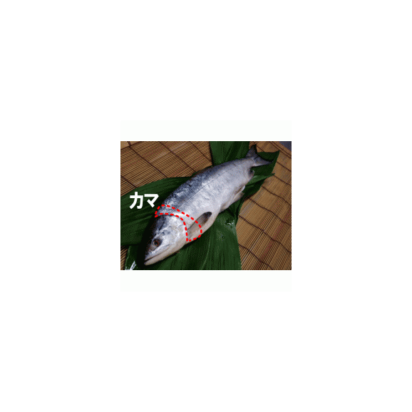 北海道産　秋鮭カマ　５００ｇ02