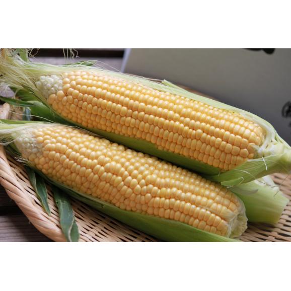 北海道ふらの産　【生】で食べれるトウモロコシ　ゴールドラッシュ　１０本　【日時指定不可】03