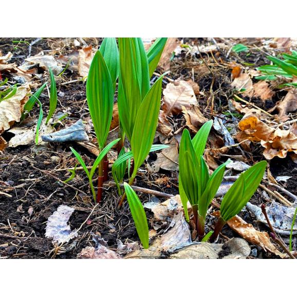 北海道産　希少な山菜 行者にんにく　２ｋｇ　【送料無料】日時指定不可02