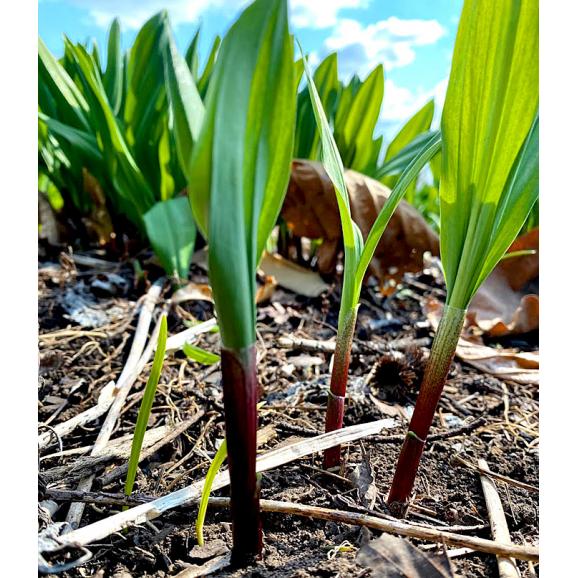 北海道産　希少な山菜 行者にんにく　２ｋｇ　【送料無料】日時指定不可03