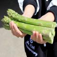 母の日ギフト カーネーション付き 北海道富良野産 グリーンアスパラガス 極太 2Lサイズ 500g 送料無料