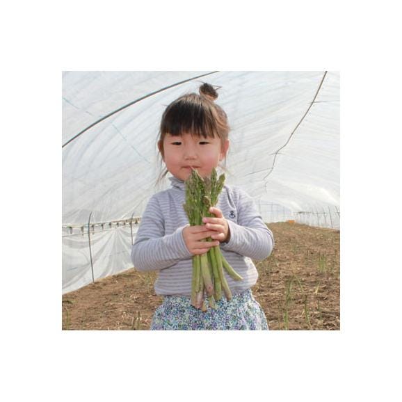 母の日ギフト カーネーション付き 北海道富良野産 グリーンアスパラガス 極太 2Lサイズ 500g 送料無料06