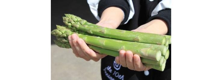 母の日ギフト カーネーション付き 北海道富良野産 グリーンアスパラガス 極太 2Lサイズ 500g 送料無料_説明画像01