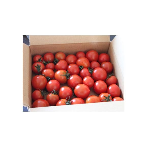 北海道富良野産　フルーツトマト（中玉）　１ｋｇ【送料無料】02