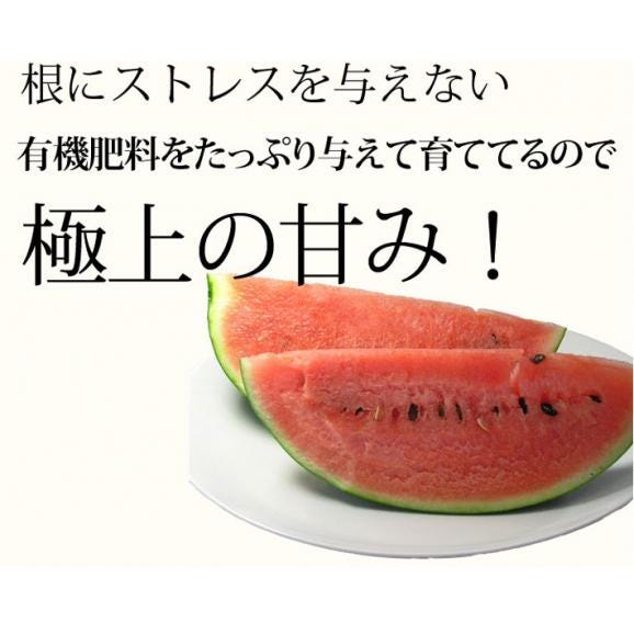 すいか　北海道富良野産　２Ｌサイズ（６ｋｇ以上）　１玉入り スイカ06