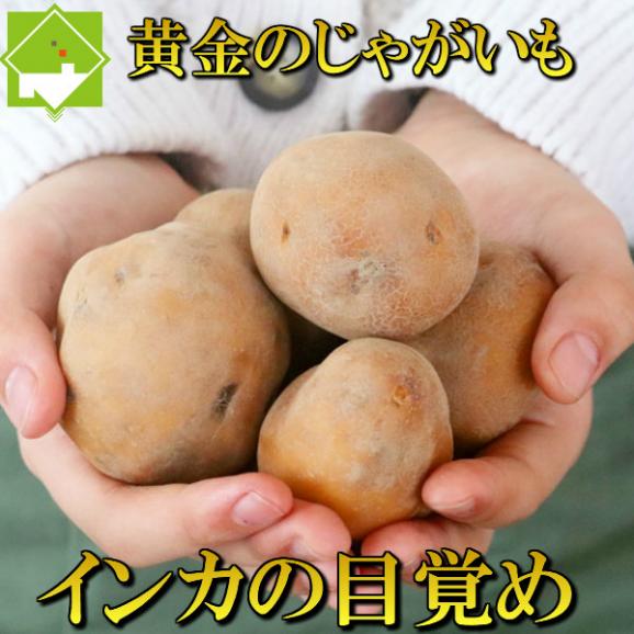 じゃがいも 北海道産　インカの目覚め　５ｋｇ 送料無料　日時指定不可06