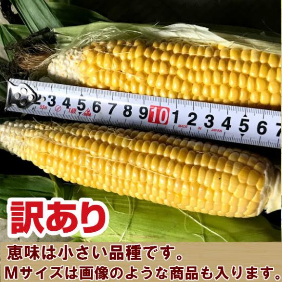とうもろこし　北海道富良野産　生で食べれる！とうもころこし　恵味　訳あり　２０本入り【送料無料】日時指定不可03