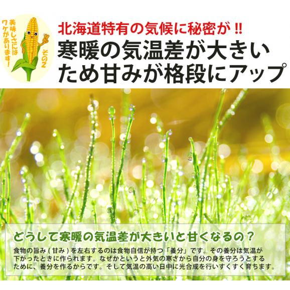 幻の白いトウモロコシ　北海道富良野産　ピュアホワイト５本　日時指定不可05