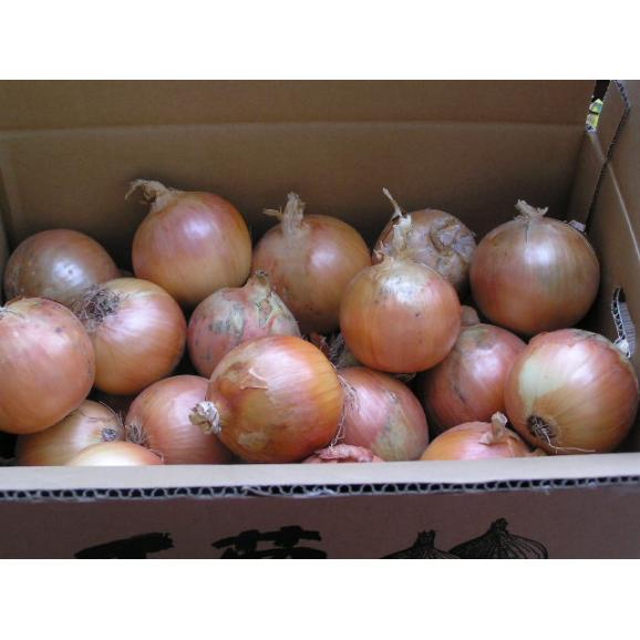 たまねぎ 北海道富良野産　低農薬栽培 玉葱　4.5kg 送料無料02