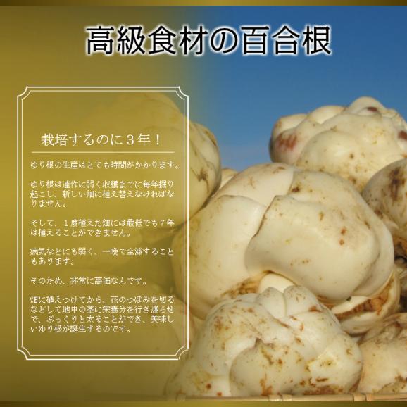 百合根 北海道 富良野産　訳あり　ゆり根　１kg05