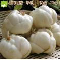 北海道富良野産　秀品　百合根　1kg 【送料無料】