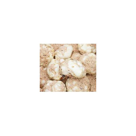 北海道富良野産　　百合根　２kg 送料無料03