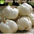 北海道富良野産　　百合根　２kg 送料無料