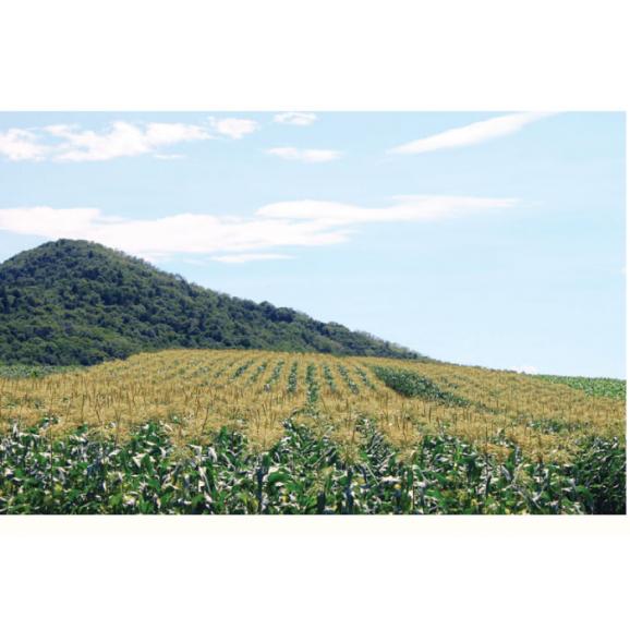 生で食べられるトウモロコシ　北海道富良野産　恵味（めぐみ）　訳あり　１０本　送料無料　日時指定不可04