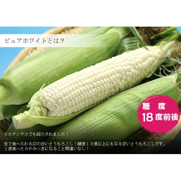 生で食べられるトウモロコシ　北海道富良野産　ピュアホワイト　5本入り　送料無料　ハウス栽培　7月発送02